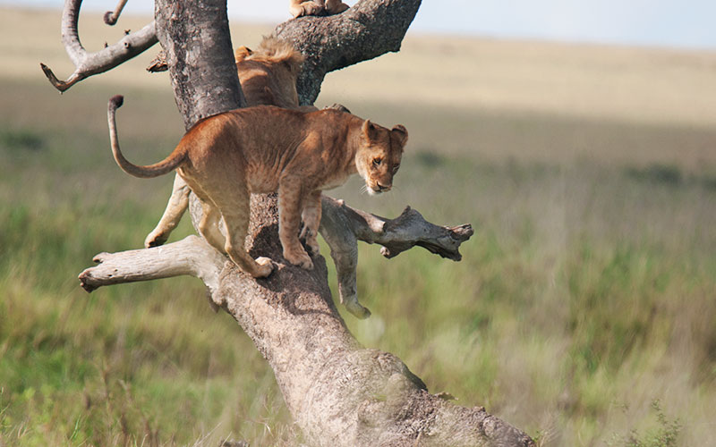 Serengeti-Lioness-Tanzania-Holiday-Safari-itineraries