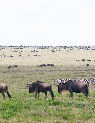 Serengeti-wildebeest-Migration-Safari-hazzes