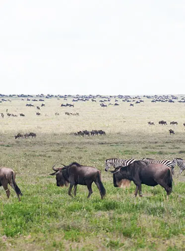 Serengeti-wildebeest-Migration-Safari-hazzes