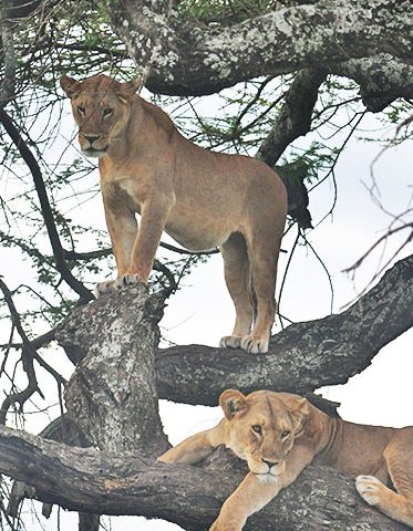 Tanzania-Big-five-Safari-hazzes-ndutu