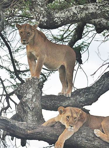 Tanzania-Big-five-Safari-hazzes-ndutu