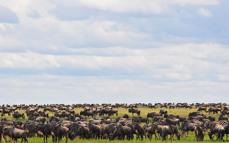 Tanzania-Safari-Holiday