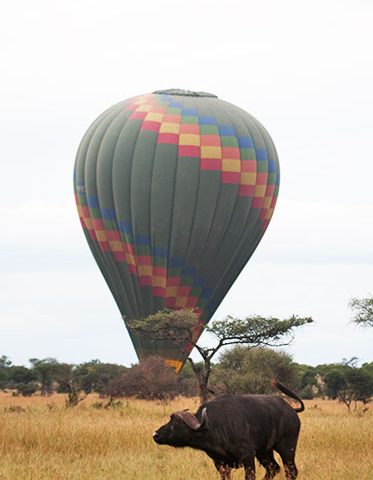 Tanzania-Safari-holiday-3-Day-hazzes-buffalo