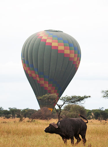 Tanzania-Safari-holiday-3-Day-hazzes-buffalo