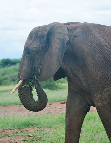 Tanzania-Safari-holiday-5-Day-elephant-hazzes