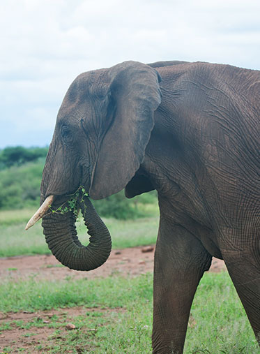 Tanzania-Safari-holiday-5-Day-elephant-hazzes