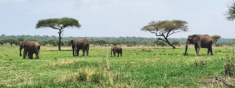 Tarangire-Family-Safari-in-Tanzania-hazzes