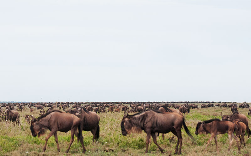 Wildebeest-Migration-Safari-Serengeti-hazzes