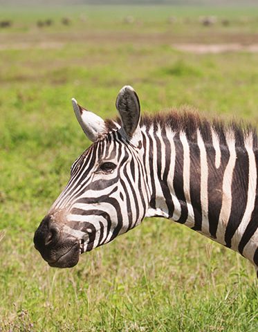 Zebra-Face-Tanzania-Safari-Tour-Package