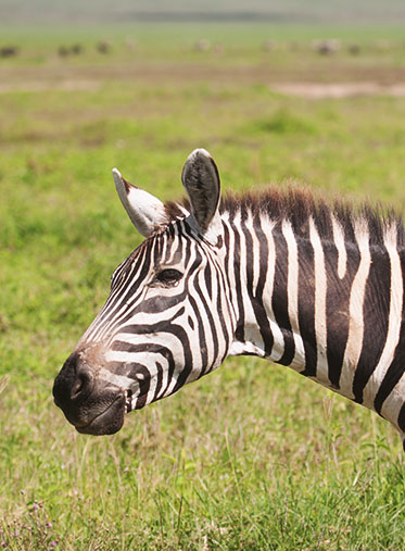 Zebra-Face-Tanzania-Safari-Tour-Package