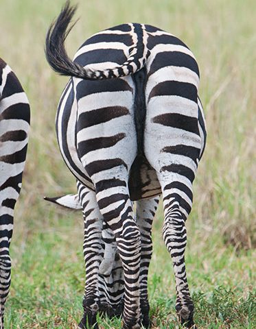 Zebra-back-Tanzania-Best-Safari