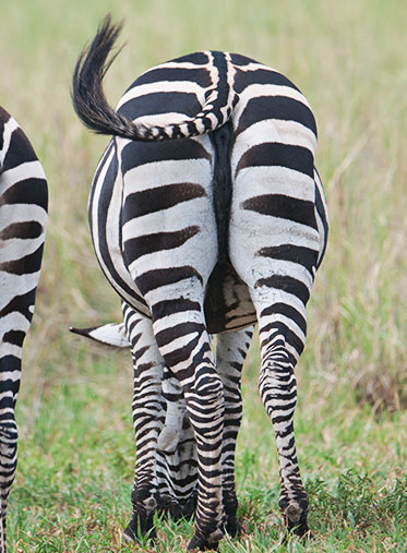 Zebra-back-Tanzania-Best-Safari