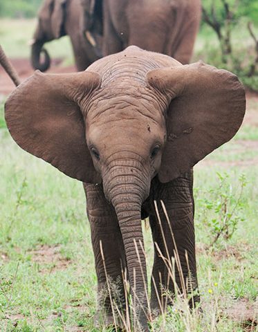 baby-elephant-Luxury-Safari-Tanzania