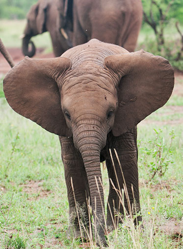 baby-elephant-Luxury-Safari-Tanzania