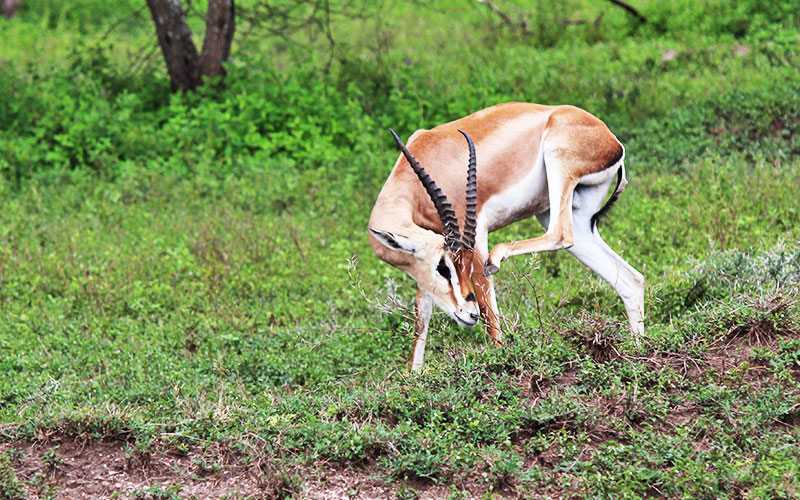 gazzelle-Tanzania-Best-Safaris