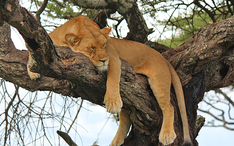 sleeping-lioness-Tanzania-Luxury-Safari