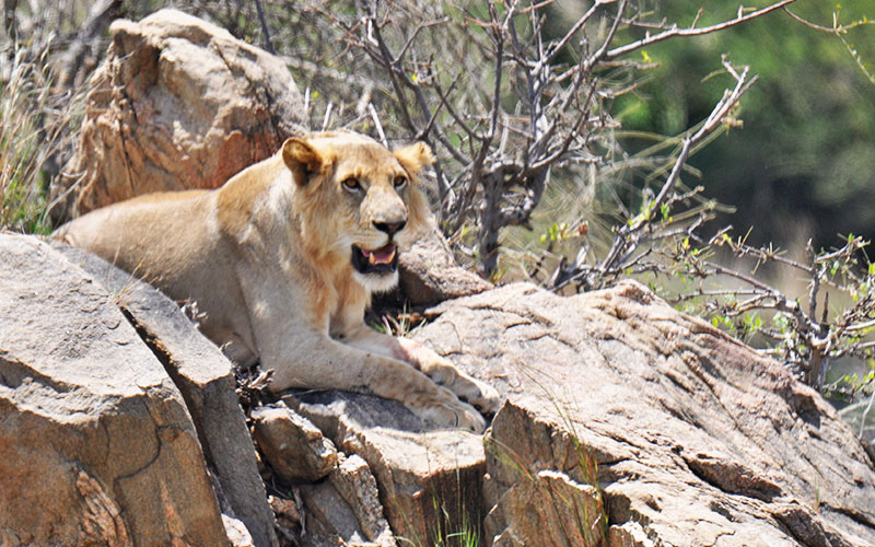 4-Day-African-Holiday-Safari-hazzes-Lion