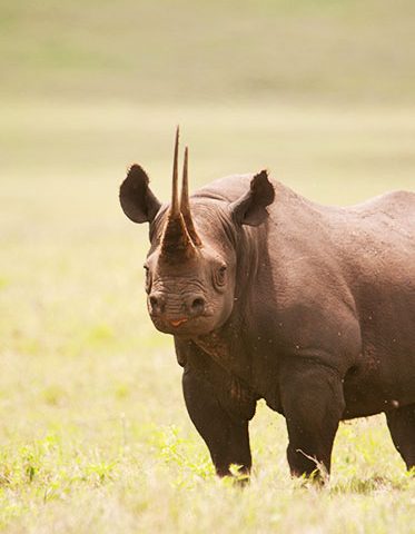 African-Holiday-Safari-Black-Rhino--hazzes