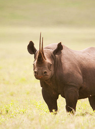 African-Holiday-Safari-Black-Rhino--hazzes