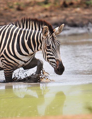 African-Safari-Holidays-3-Day-Zebra