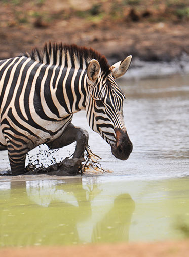 African-Safari-Holidays-3-Day-Zebra