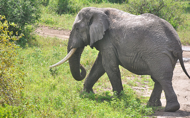 Luxury-African-Safari-Holidays-Elephant-Bull