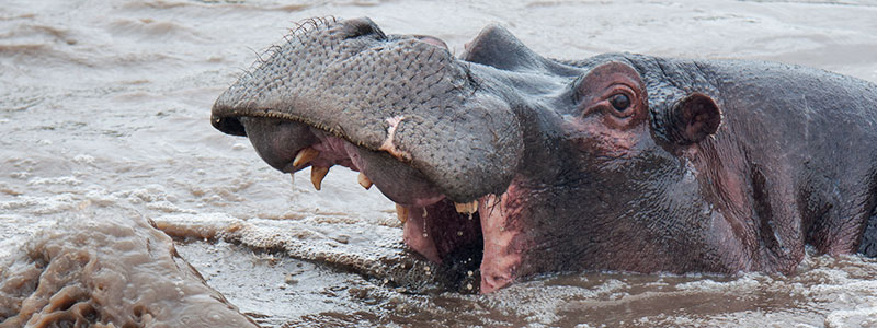 Serengeti-Photographer-Safari-hazzes-adventure