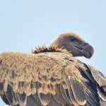 Vulture-Serengeti-Photographer-Safari-hazzes