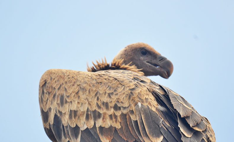 Vulture-Serengeti-Photographer-Safari-hazzes