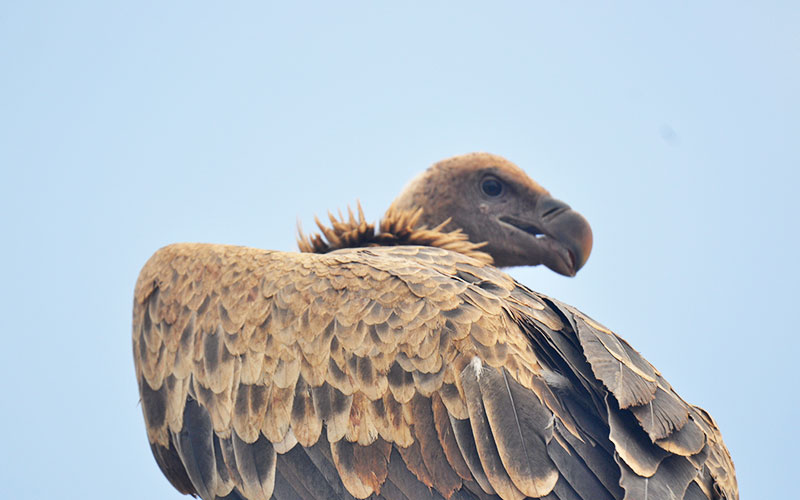 Vulture-Serengeti-Photographer-Safari-hazzes