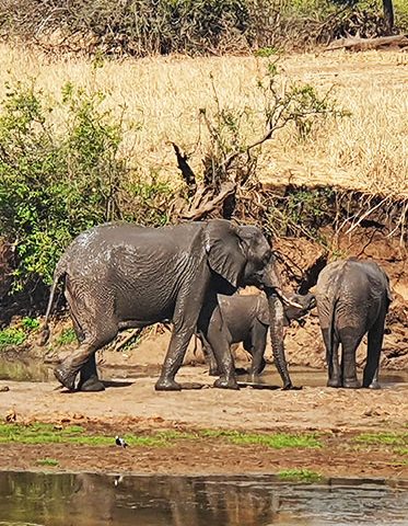 Tarangire-elephant-Tanzania-Photographer-safari-hazzes