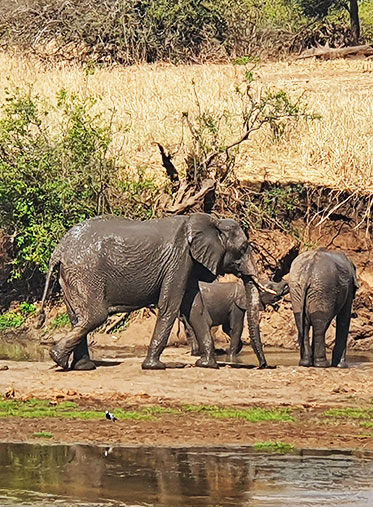 Tarangire-elephant-Tanzania-Photographer-safari-hazzes