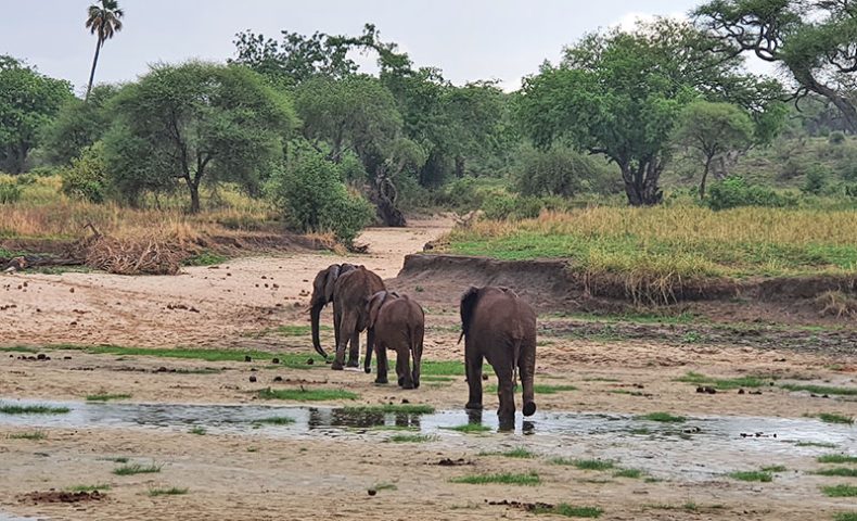 What's-the-best-Safari-destination-in-Africa-Hazzes