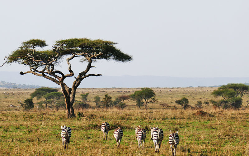 Zebra-Tanzania-Photographer-Safari