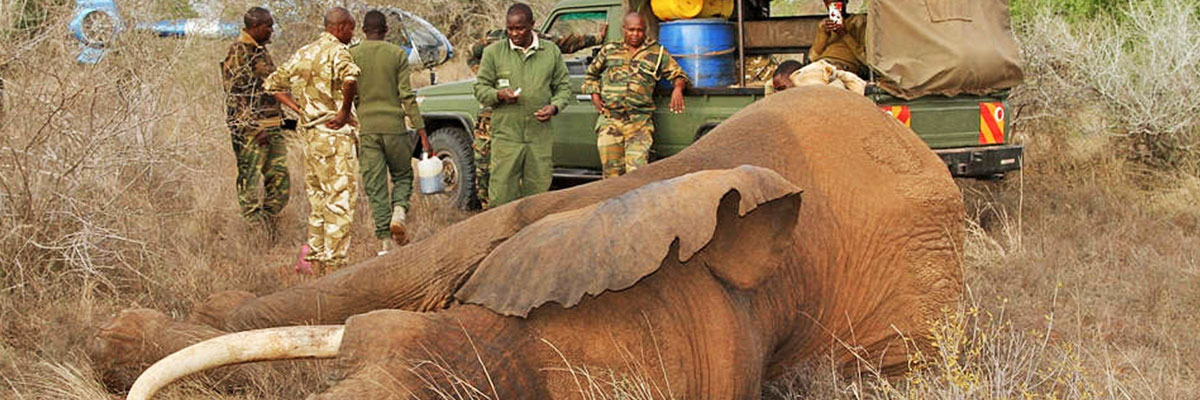 Anti-Poaching-efforts-in-Tanzania-Hazzes