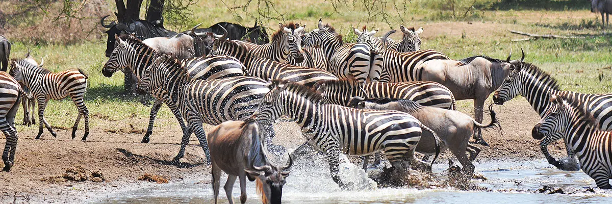 Balloon-Vs.game-drivein-Tanzania-hazzes