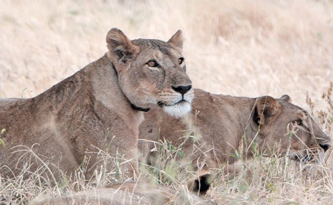 Best-place-to-see-lions-hunting-during-migration