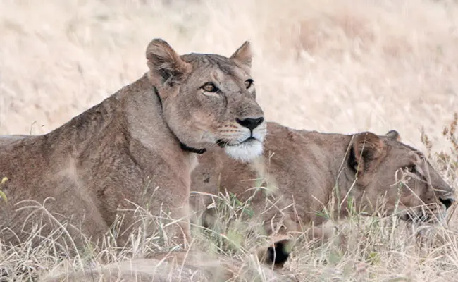 Best-place-to-see-lions-hunting-during-migration