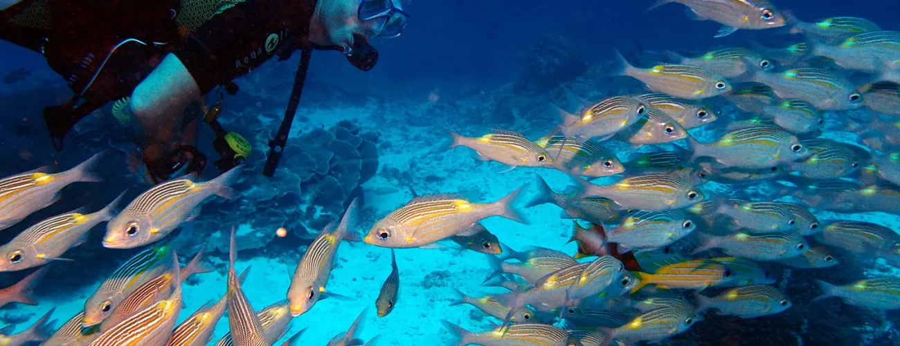 best-month-to-visit-zanzibar-for-diving