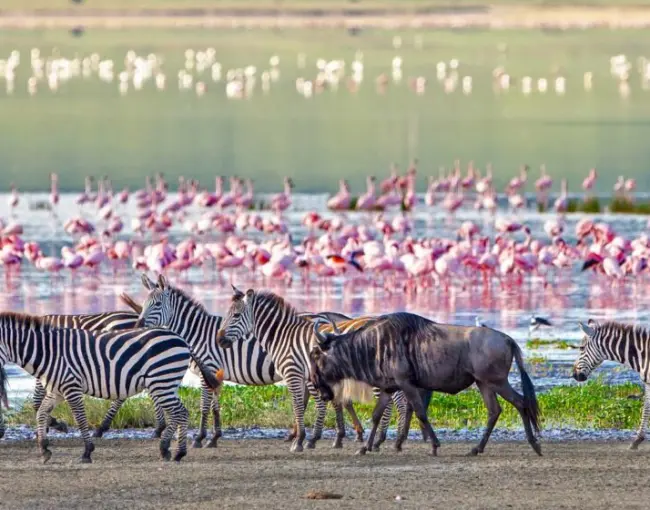 best-national-parks-for-camping-safaris-in-tanzania
