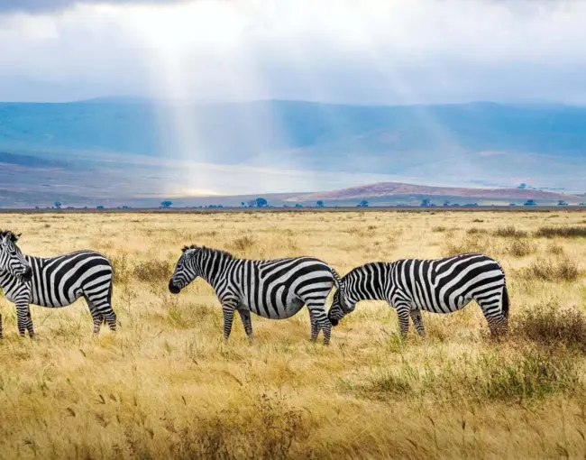best-national-parks-in-tanzania-for-conservation-tourism