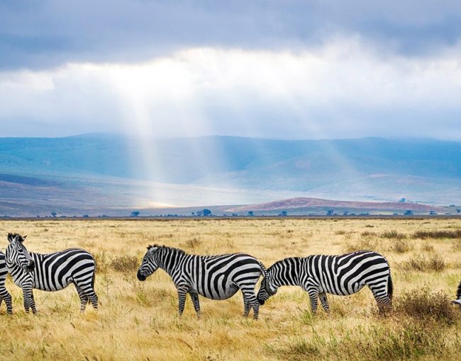 best-park-for-first-time-safari-in-tanzania