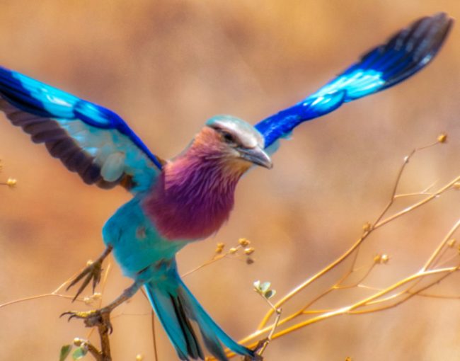 best-places-for-birdwatching-safaris-in-tanzania