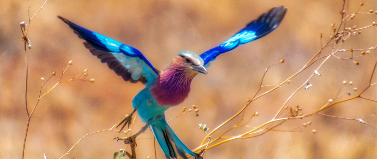 best-places-for-birdwatching-safaris-in-tanzania