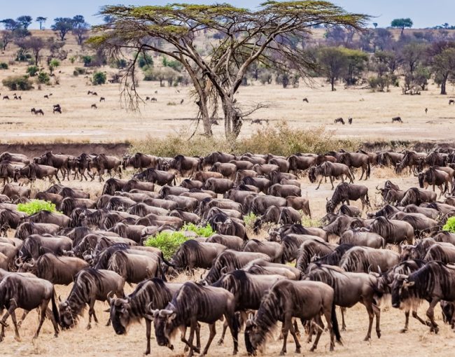 best-private-game-reserves-in-tanzania