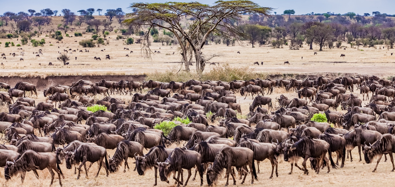 best-private-game-reserves-in-tanzania
