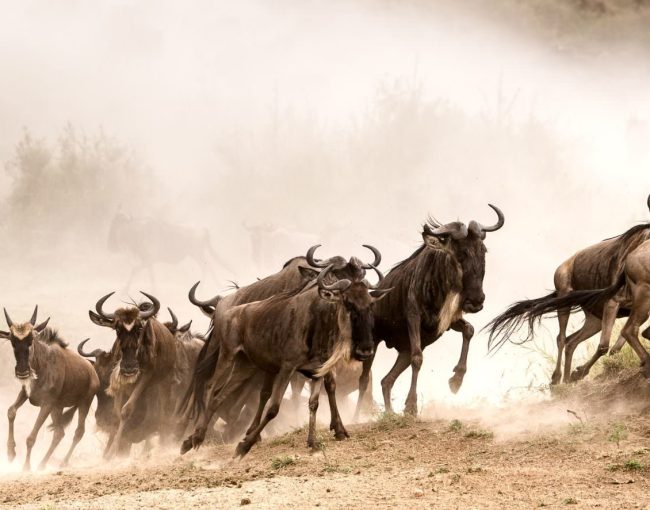 best-hashtags-for-posting-about-the-serengeti-migration