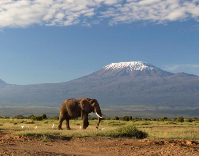 best-route-for-wildlife-spotting-on-kilimanjaro