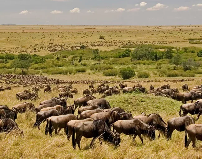 best-tanzania-safari-by-season