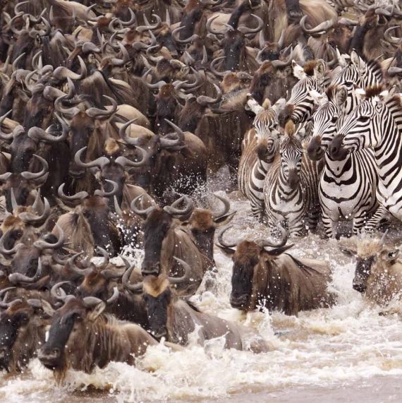 wildebeest-migration